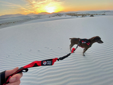 Fido Pro Remi Runner Leash - in use