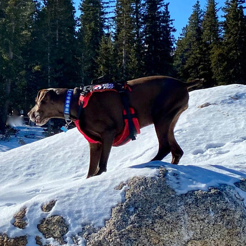 Fido Pro Panza Harness - in use