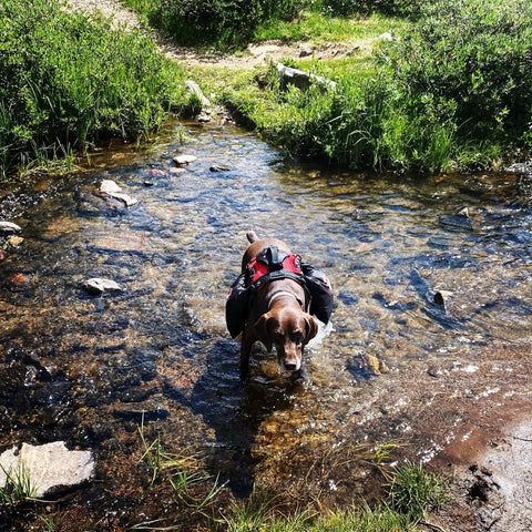 Fido Pro Saddle Dry Bag - on harness